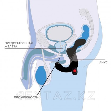 Duke қуық асты безінің массажы Көңілді фабрикадан қара от sex shop Extaz фото 5